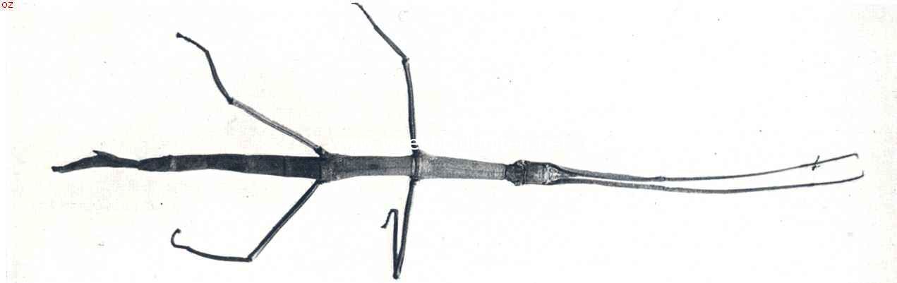 Wandelende tak. (Bacillus Rossii)