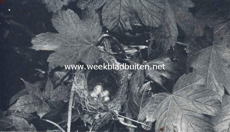 Nest en eieren van het zwartkopje