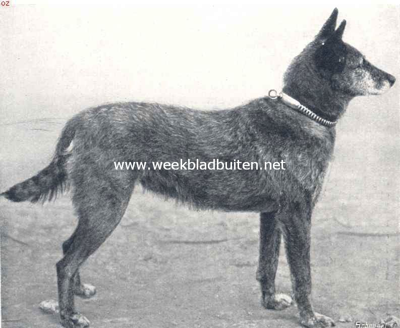 Politiehonden. De Hollandsche herderhond, kampioen Sophie