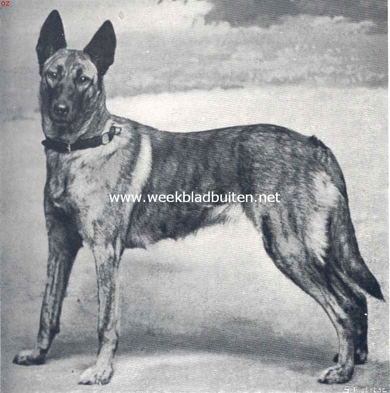 Politiehonden. Katrijn, de welbekende herdershond