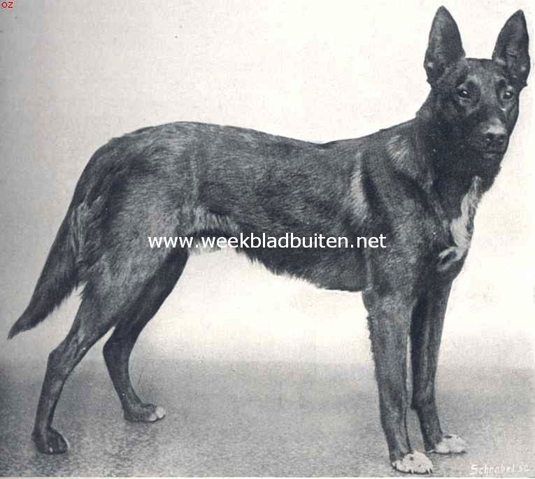 Politiehonden. Ursus, van kennel Princenhof te Driebergen