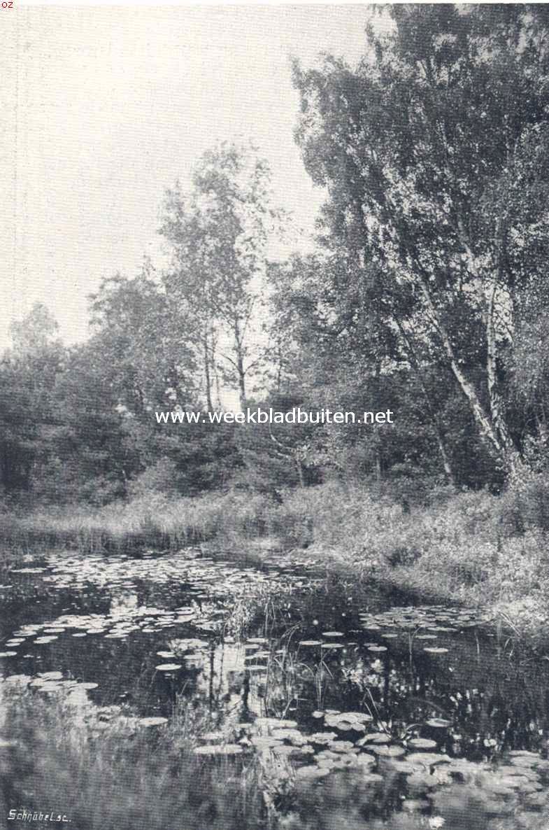 Oisterwijk. Witven