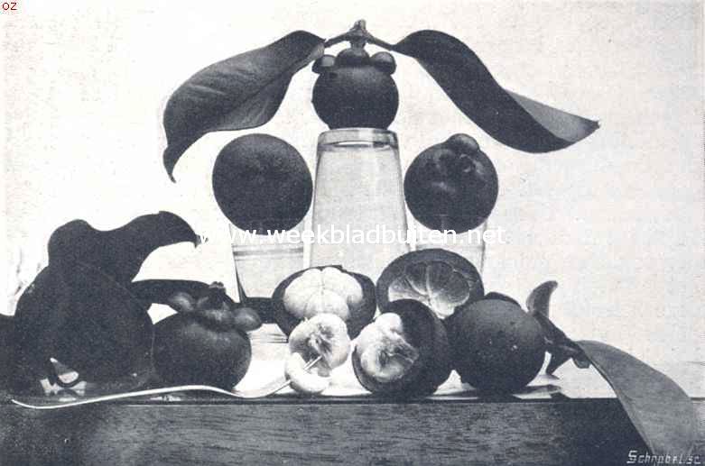 Bataviasche vruchten. Manggistan (Garcinia Mangostana)