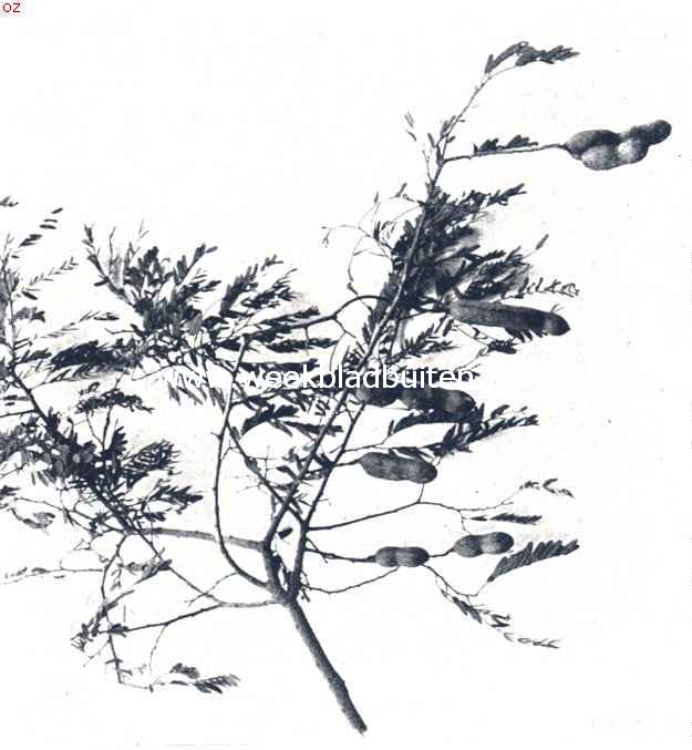 Bataviasche vruchten. Tak met tamarinde (Assem) vruchten (Tamarinde Indica)
