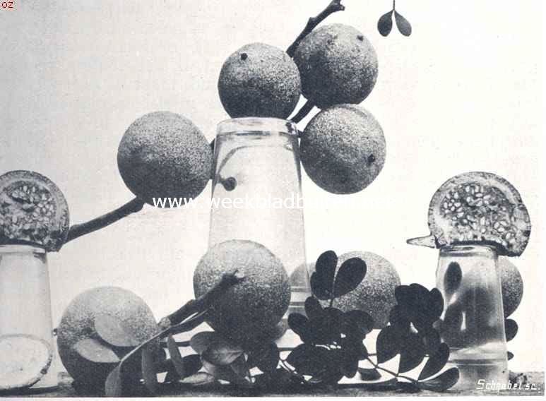 Bataviasche vruchten. Madja (Aegle Marmelos)