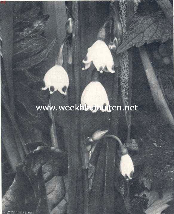 Het 