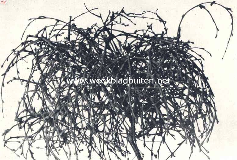 Heksenbezems. Heksenpruik op iep. (Ulmus Campestris)