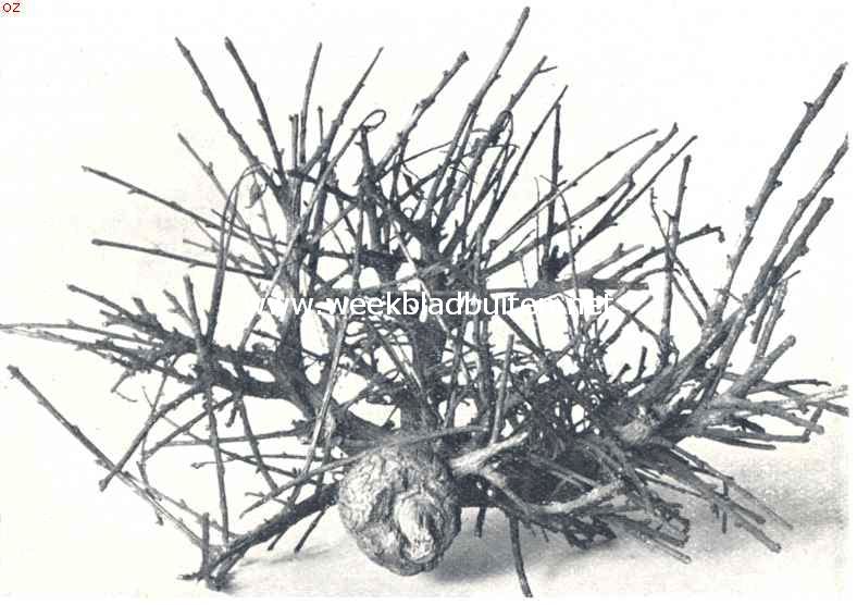 Heksenbezems. Heksenbezem op eik. (Guercus Robur)