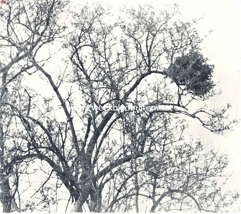 Heksenbezems. Voorbeeld van prolepsis bij een heksenbezem op vlier. (Sambucus Nigra)