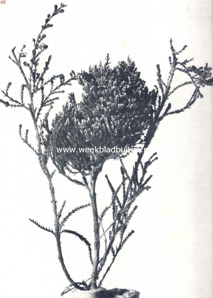 Heksenbezems. Heksenbezem op heide. (Calluma Vulgaris)