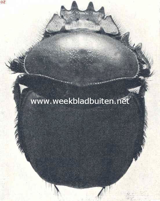 De heilige kever. (Ateuchus Sacer)
