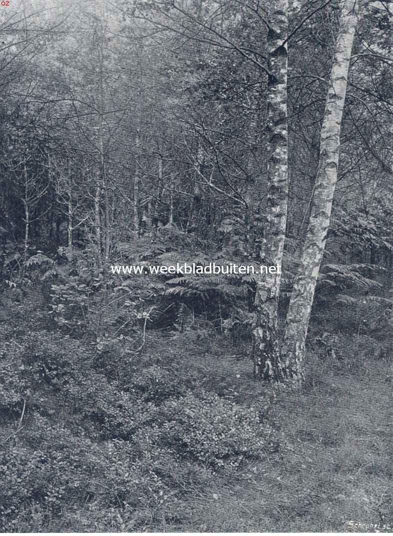 Montferland. Boschplekje