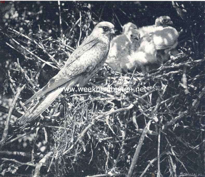 Een miskende vogel. Torenvalk-wijfje op het nest bij de jongen, zij kijkt boos naar het toestel