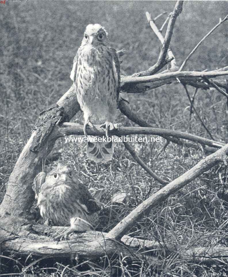 Een miskende vogel. Jonge torenvalken 1