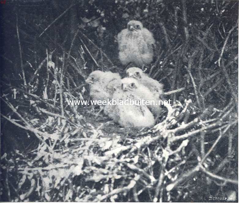 Een miskende vogel. De jongen van den torenvalk