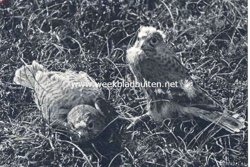 Een miskende vogel. Jonge torenvalken 2