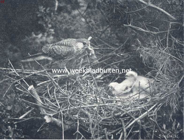 Een miskende vogel. Het torenvalk-wijfje brengt een veldmuis aan haar jongen. Op zonnige dagen bracht zij niet anders dan veldmuizen, op sombere, regenachtige dagen ook wel jonge lijsters