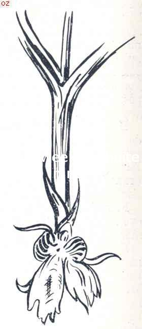 De 