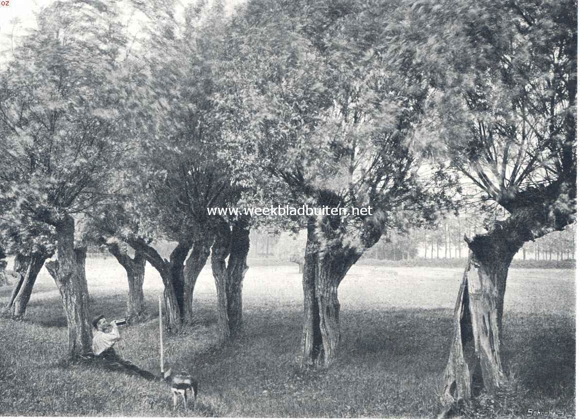 Knotwilgen in de weide