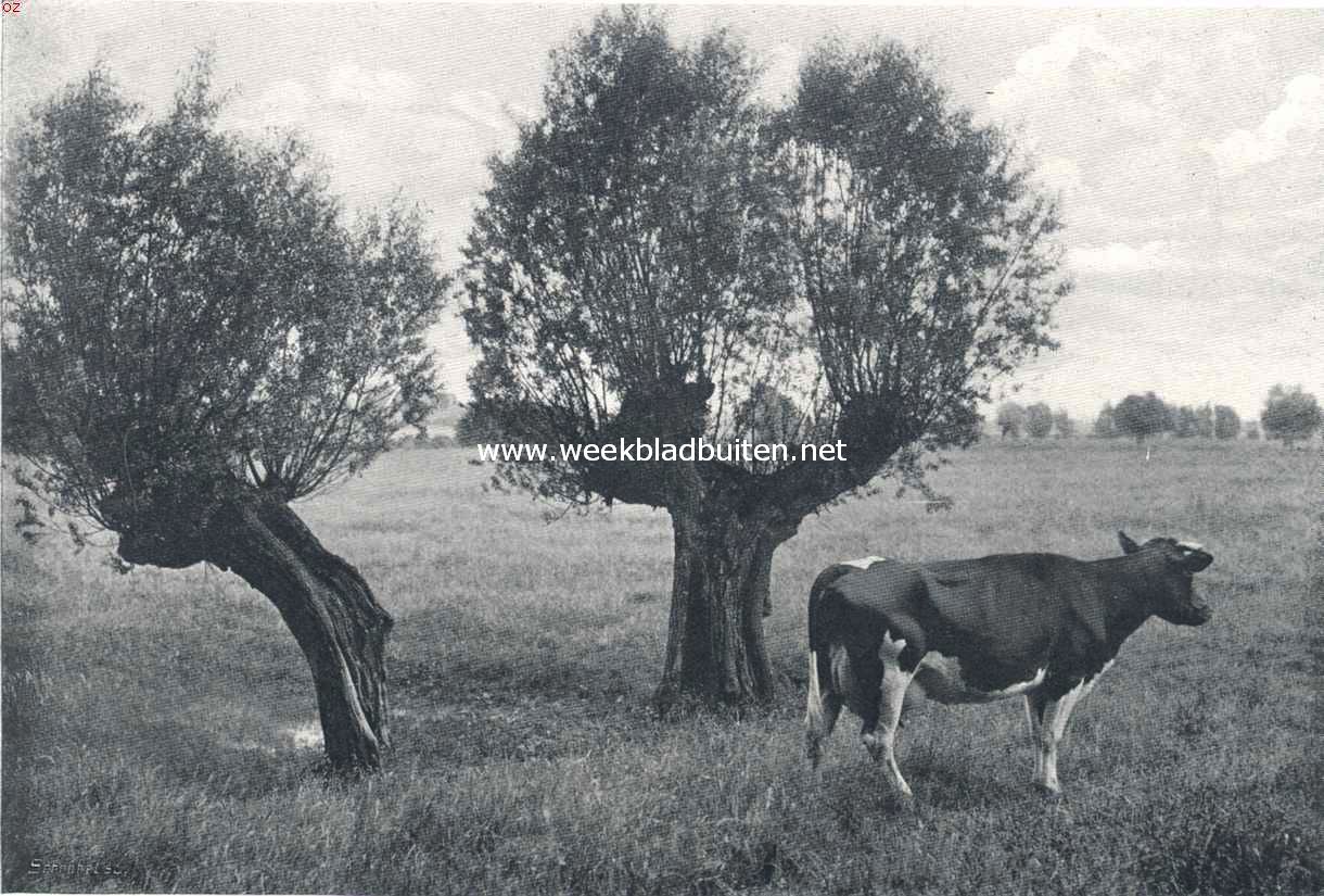 Zomerlandschap met een paar oude knotwilgen