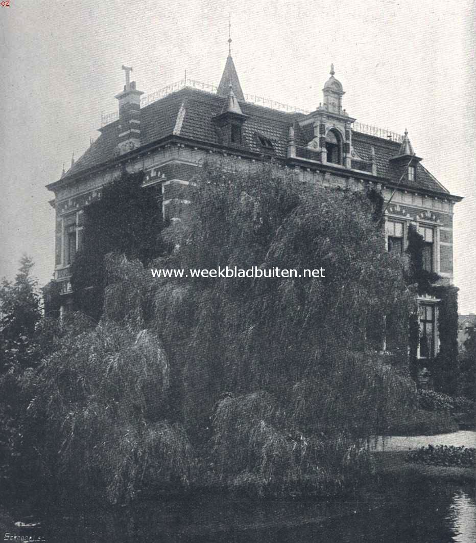 Dooiergele treurwilg. (Salix Vitellina Pendula)