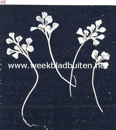 Muurvaren bladeren. (Natuurl. grootte)