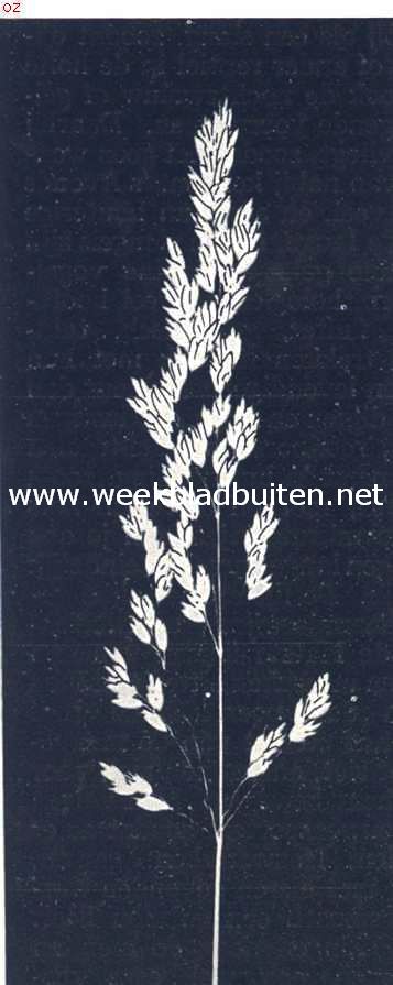 Bloempluim van het muurgras. ( Poa Compressa)