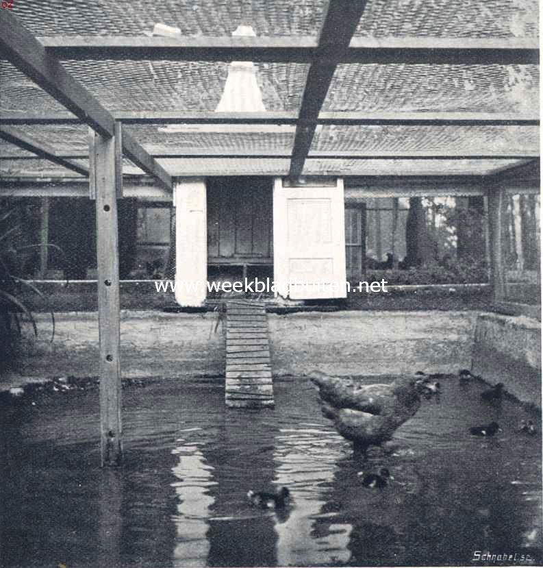 Dat een kip eendeneieren kan uitbroeden, heeft ieder zeker wel eens gehoord, maar dat de moederliefde voor de pleegkinderen zoo sterk tot haar recht komt als bij bovenstaande kip, dat zij haar kleintjes in het water volgt, is zeker wel een zeldzaamheid. Het water in het vijvertje wordt door den eigenaar op peil gehouden, om de kip niet te noodzaken zich verder in 'r zwemmen te oefenen