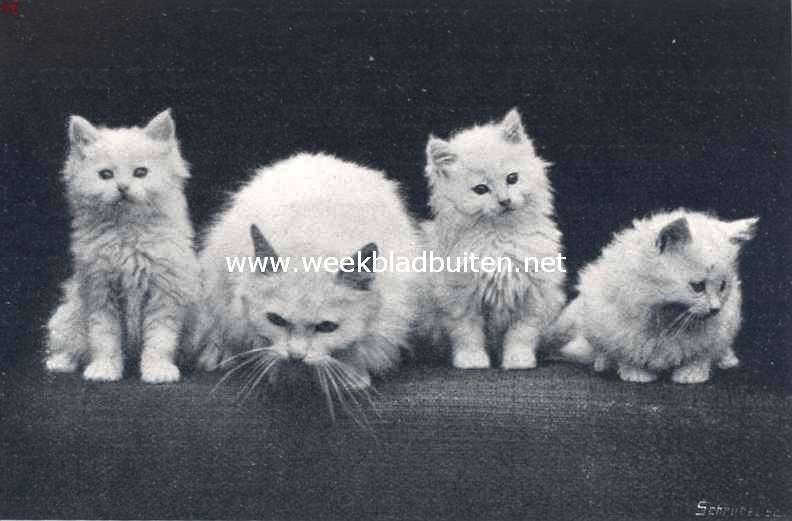 De huiskat. Jonge angora katten met de moeder