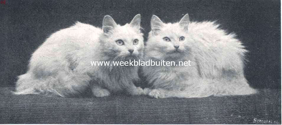 De huiskat. Lord en Lady, albino-angora's