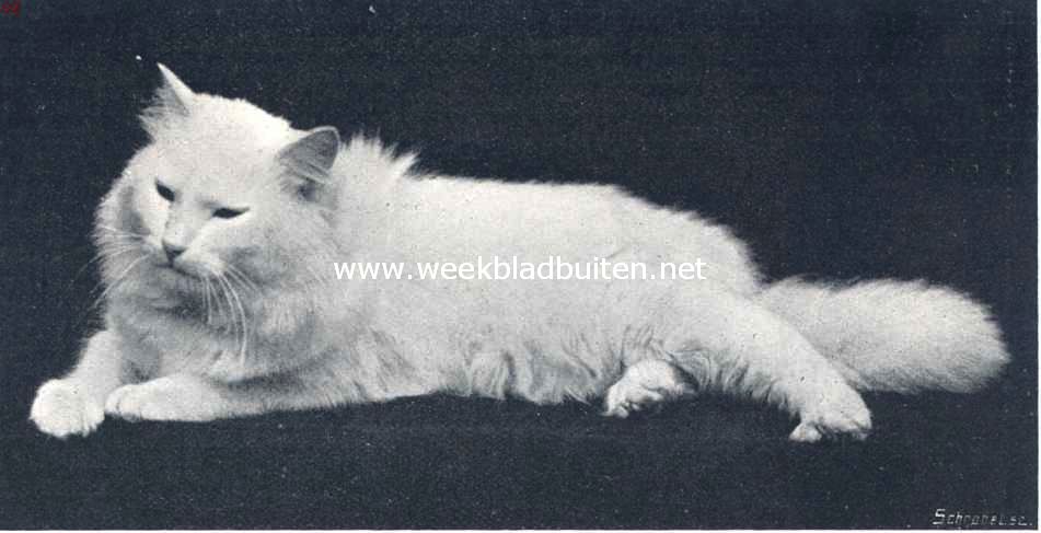 De huiskat. Emperor, de prachtige angora van cattery Victoria