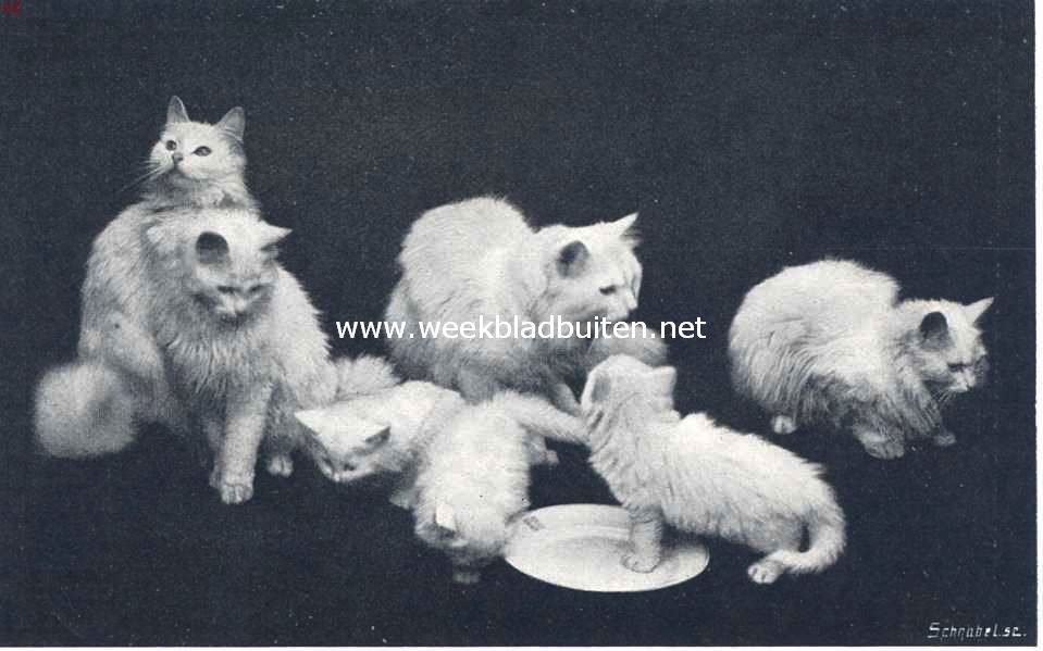 De huiskat. Jonge angora's