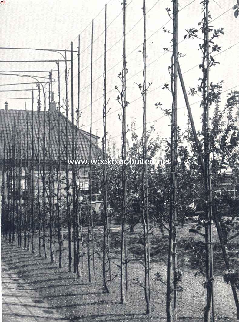 Fruitteelt. Loodrechte snoeren appels