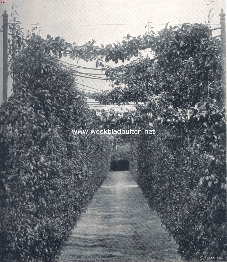 Fruitteelt. Berceau van leiboomen; peren en appels
