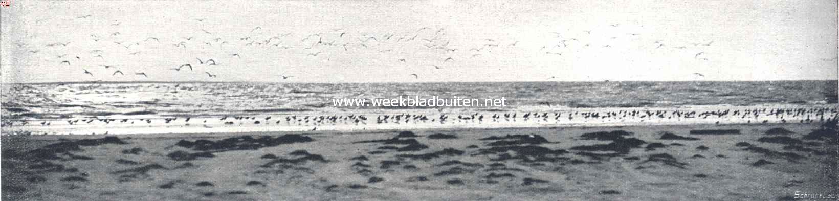 Rottummeroog. Het strand