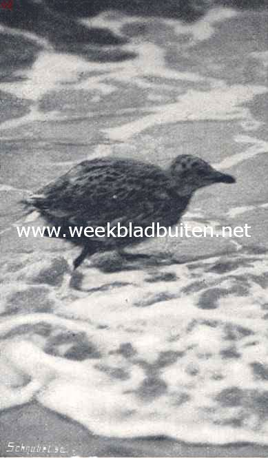 Rottummeroog. Jonge kaapvogel