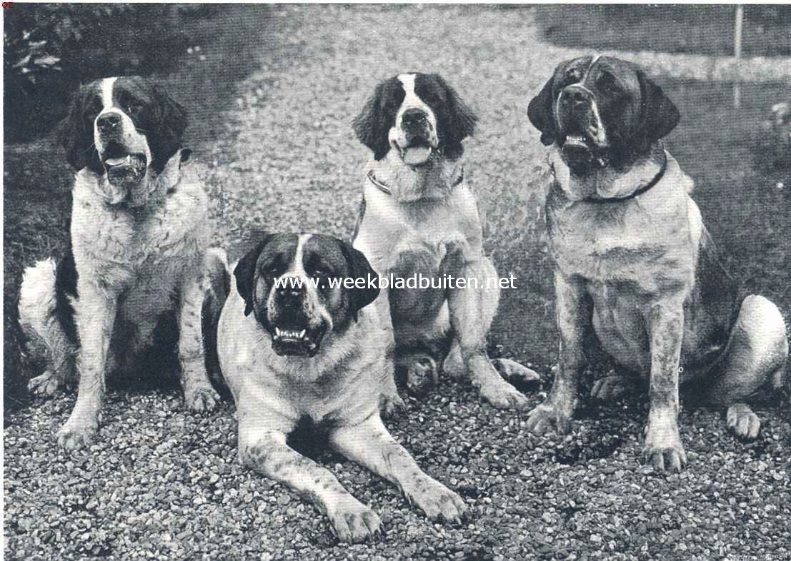 De Sint Bernardshond. Mooie St. Bernards van Mej. E. Wst