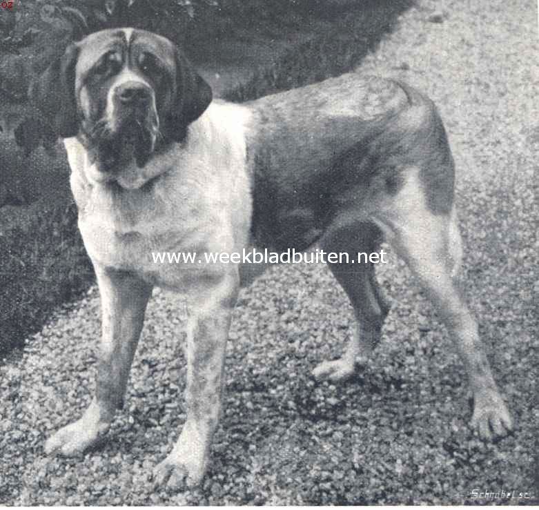 De Sint Bernardshond. De St. Bernard Lea van Schagen
