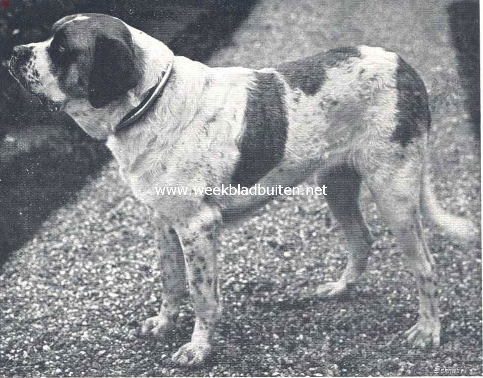 De Sint Bernardshond. Een meermalen bekroonde St. Bernard