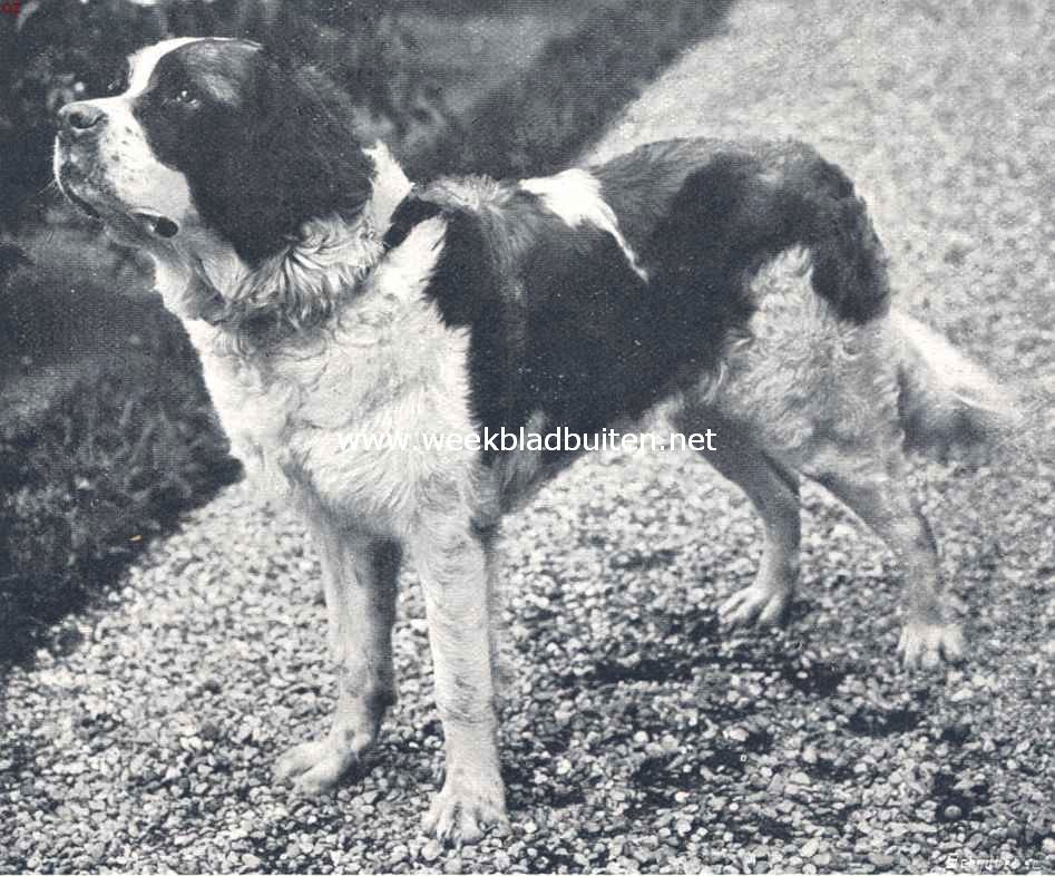 De Sint Bernardshond. Een St. Bernard uit den beroemden kennel Thalatta