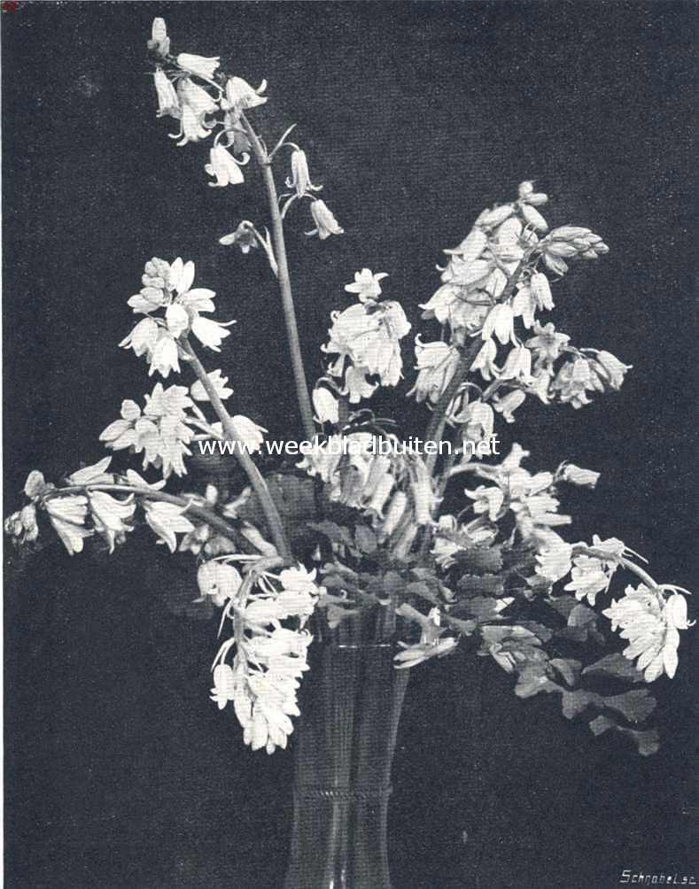 Scilla Campanulata