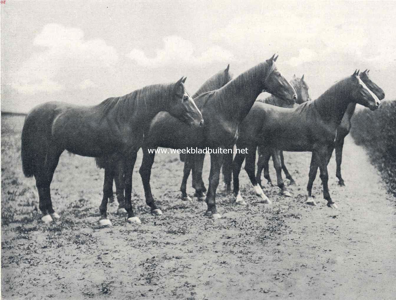 Renpaarden. Paarden beschutting zoekend achter een heg, voor naderend onweer