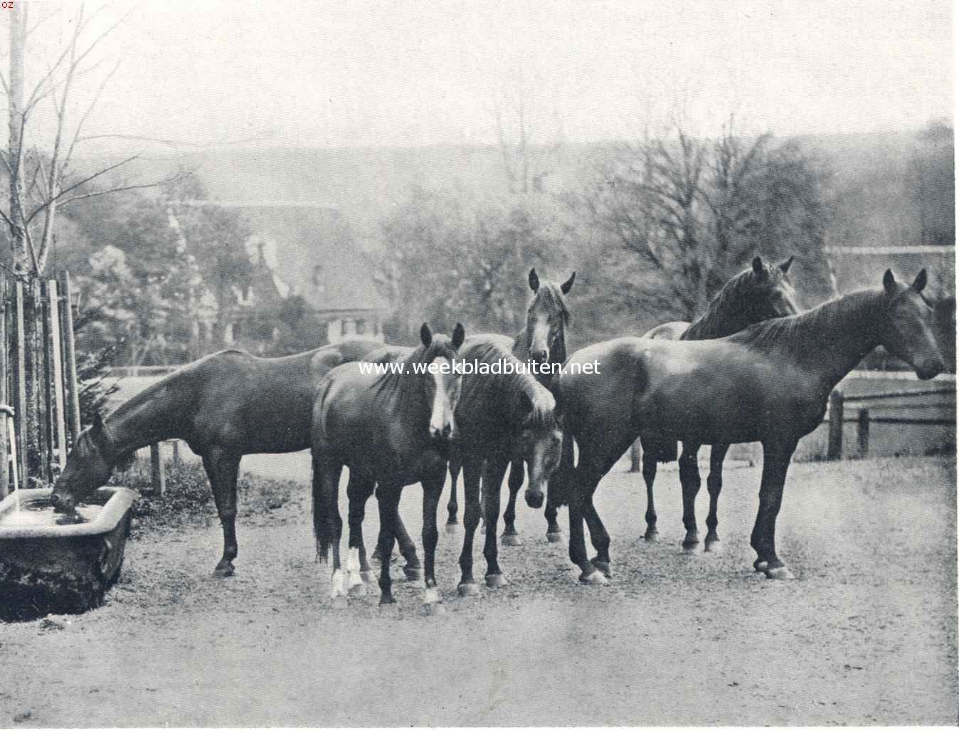 Renpaarden. Na den arbeid