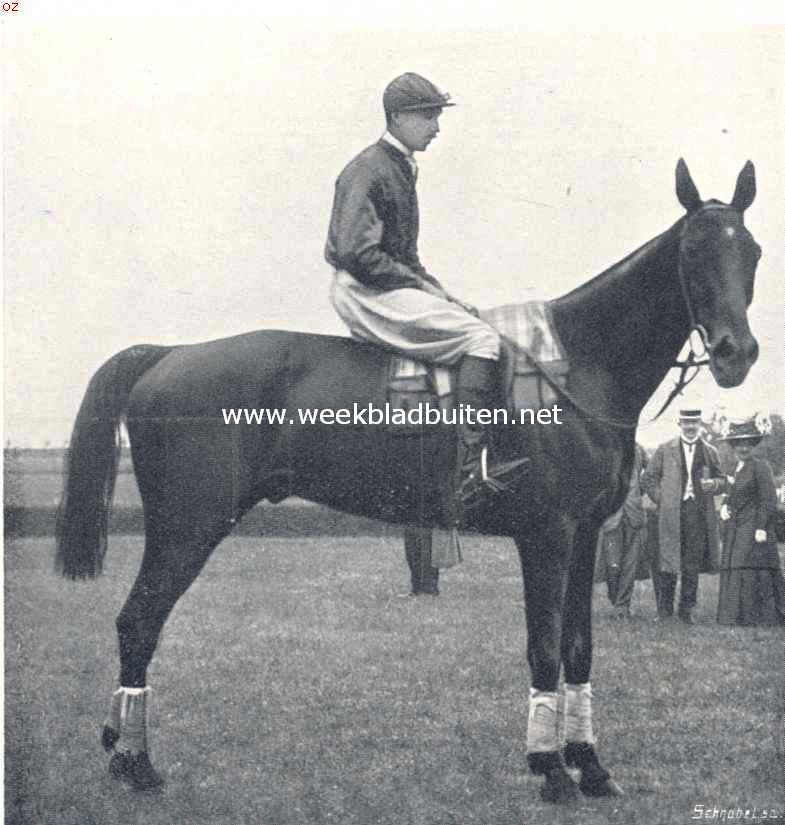 Renpaarden. De Belgische steeple-chaser Uncle Fred