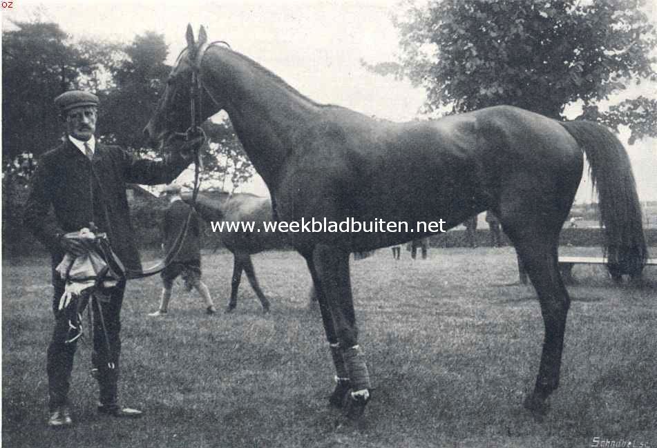 Renpaarden. Schoolmaster, het snelle renpaard van de heer Bultman