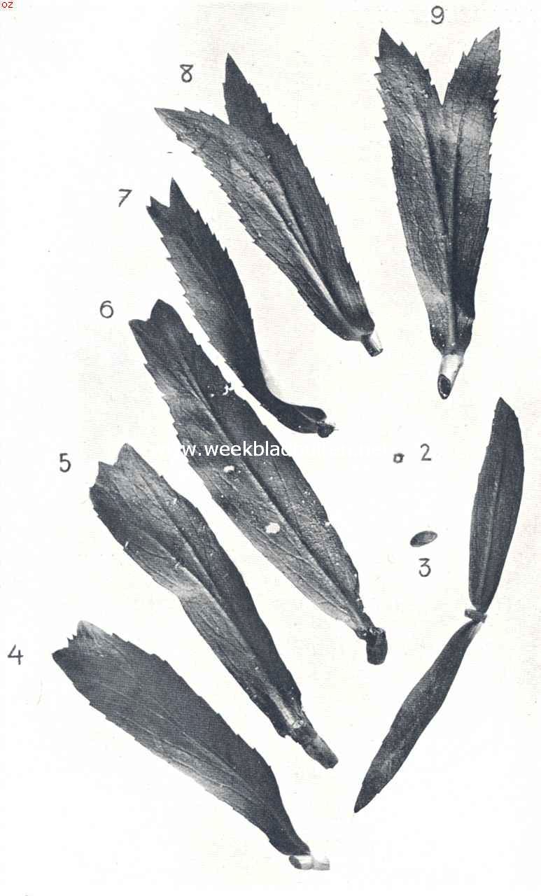 Misvormingen bij Physostegia Virginica Alba