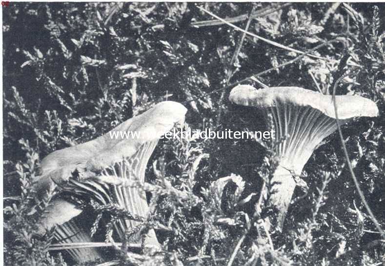 Het eierzwammetje of hanekammetje