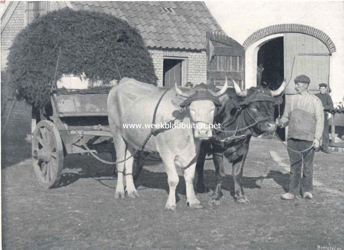 Over ontginning en ossen. Ossen met een wagen groenvoer