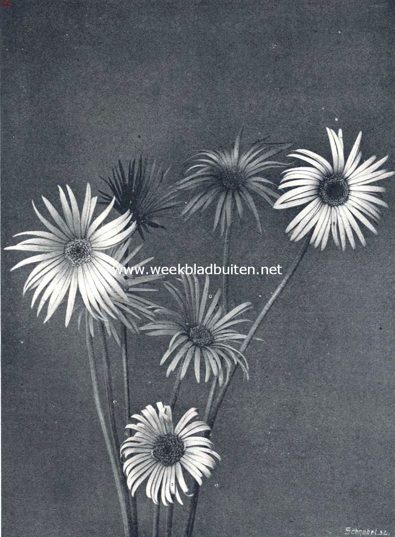 Nieuwe Gerbera Hybriden. (Verkleind)