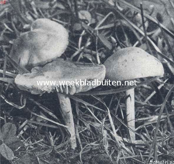 Heksenkringzwammetje